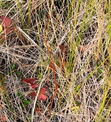 Platanthera tipuloides