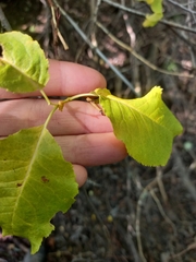 Salix pyrolifolia