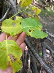 Salix pyrolifolia