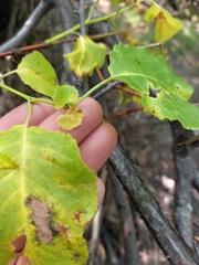 Salix pyrolifolia