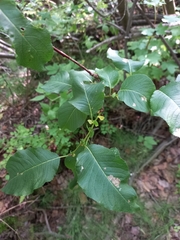 Salix pyrolifolia