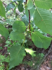 Salix pyrolifolia