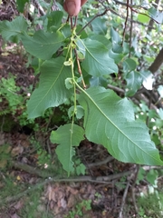 Salix pyrolifolia