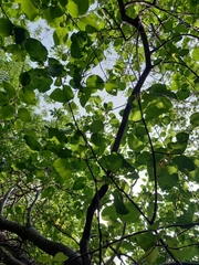 Salix pyrolifolia