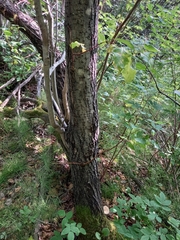 Salix pyrolifolia