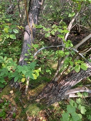 Salix pyrolifolia