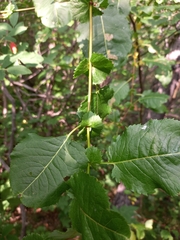 Salix pyrolifolia