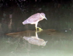 Nycticorax nycticorax