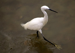 Egretta garzetta