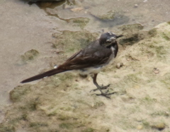Motacilla alba