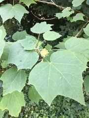 Hibiscus paramutabilis