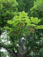 Acer pseudoplatanus