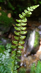 Bolbitis appendiculata