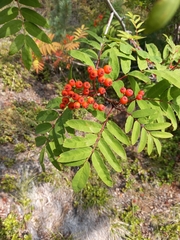 Sorbus sibirica