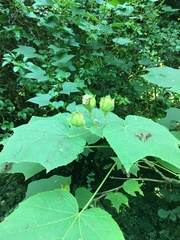 Hibiscus paramutabilis