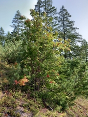 Sorbus sibirica