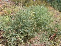 Vicia macrantha