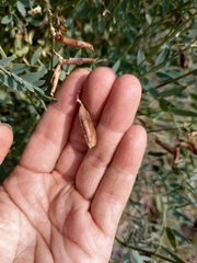 Vicia macrantha