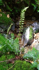 Bolbitis appendiculata