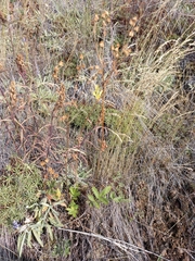 Potentilla sanguisorba