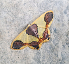 Plutodes subcaudata