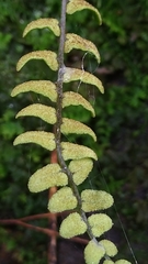 Bolbitis appendiculata