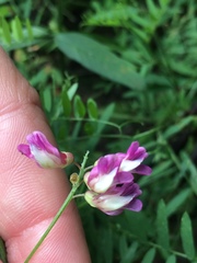 Vicia megalotropis