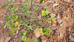 Bituminaria