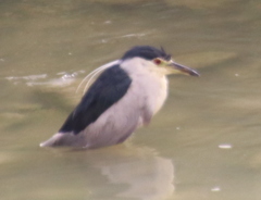 Nycticorax nycticorax