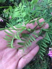Vicia megalotropis