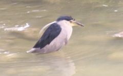 Nycticorax nycticorax