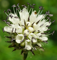 Dipsacus pilosus (Dipsacus pilosus)