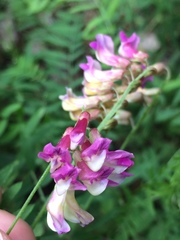 Vicia megalotropis