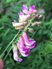 Vicia megalotropis