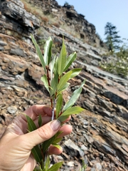 Salix rorida