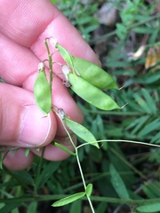 Vicia megalotropis