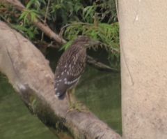 Nycticorax nycticorax