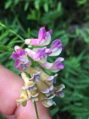 Vicia megalotropis