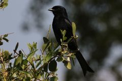 Dicrurus adsimilis fugax