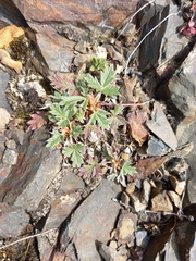 Potentilla arenosa