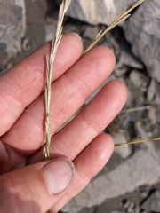 Elymus macrourus