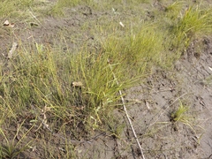 Juncus brachyspathus