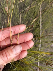 Juncus brachyspathus