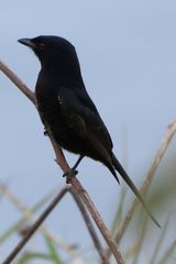 Dicrurus adsimilis fugax