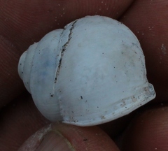 Trigonephrus