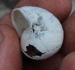 Trigonephrus