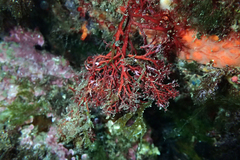 Sphaerococcus coronopifolius