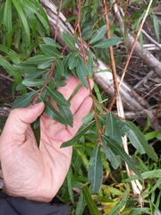 Salix boganidensis