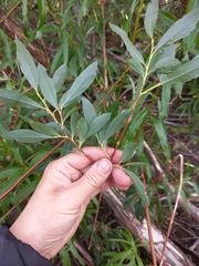 Salix boganidensis