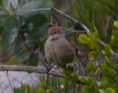 Sphenoeacus afer afer